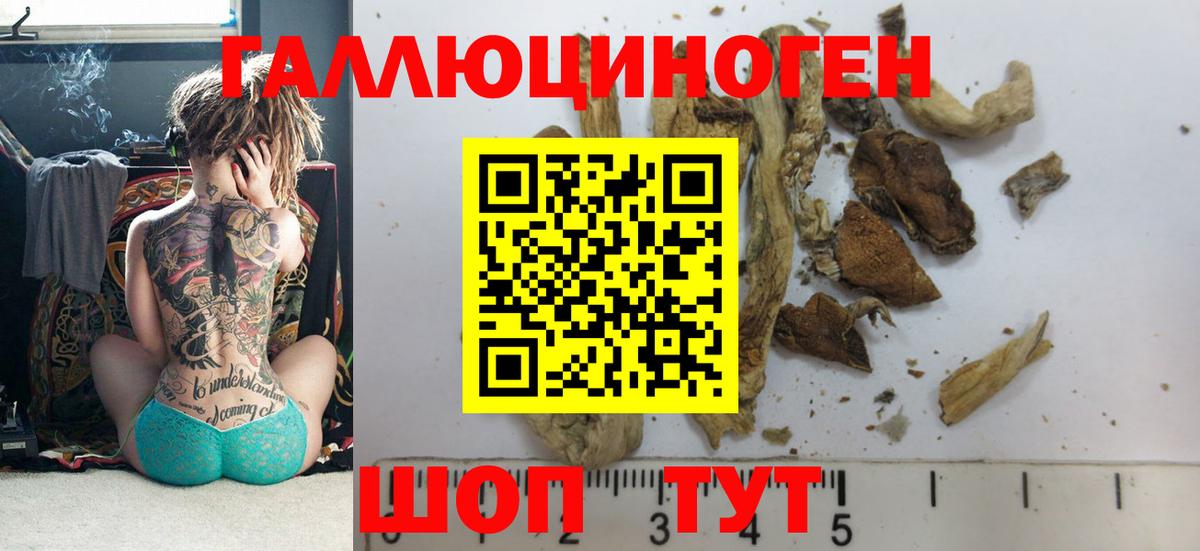 Камышин  Псилоцибиновые грибы Psilocybe  Вход с VPN  Галлюциногенные грибы Psilocybe 